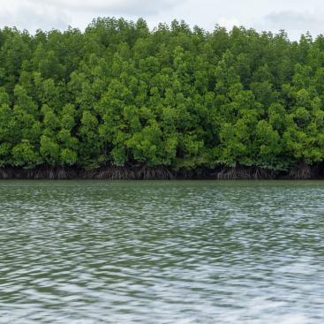 mangroves