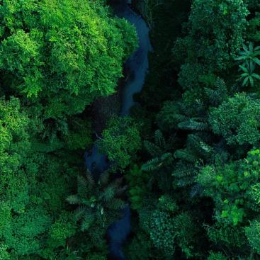 Picture of forest and river - Kering and L’Occitane Group join forces to finance nature protection at scale with the Climate Fund for Nature