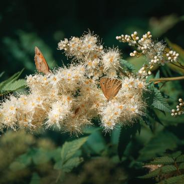 EU Nature Restoration Law adopted by the European Parliament: a positive signal, an ambition to be strengthened