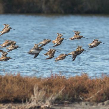 Theft of marsh snipe in Camargue