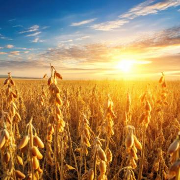 Mirovα, Creating Sustainable Value - June 2025