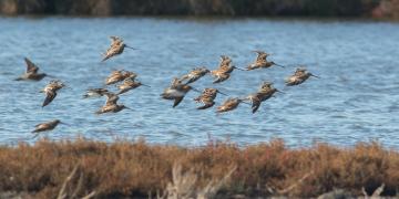 Theft of marsh snipe in Camargue